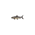Fish 5 Vintage Patch